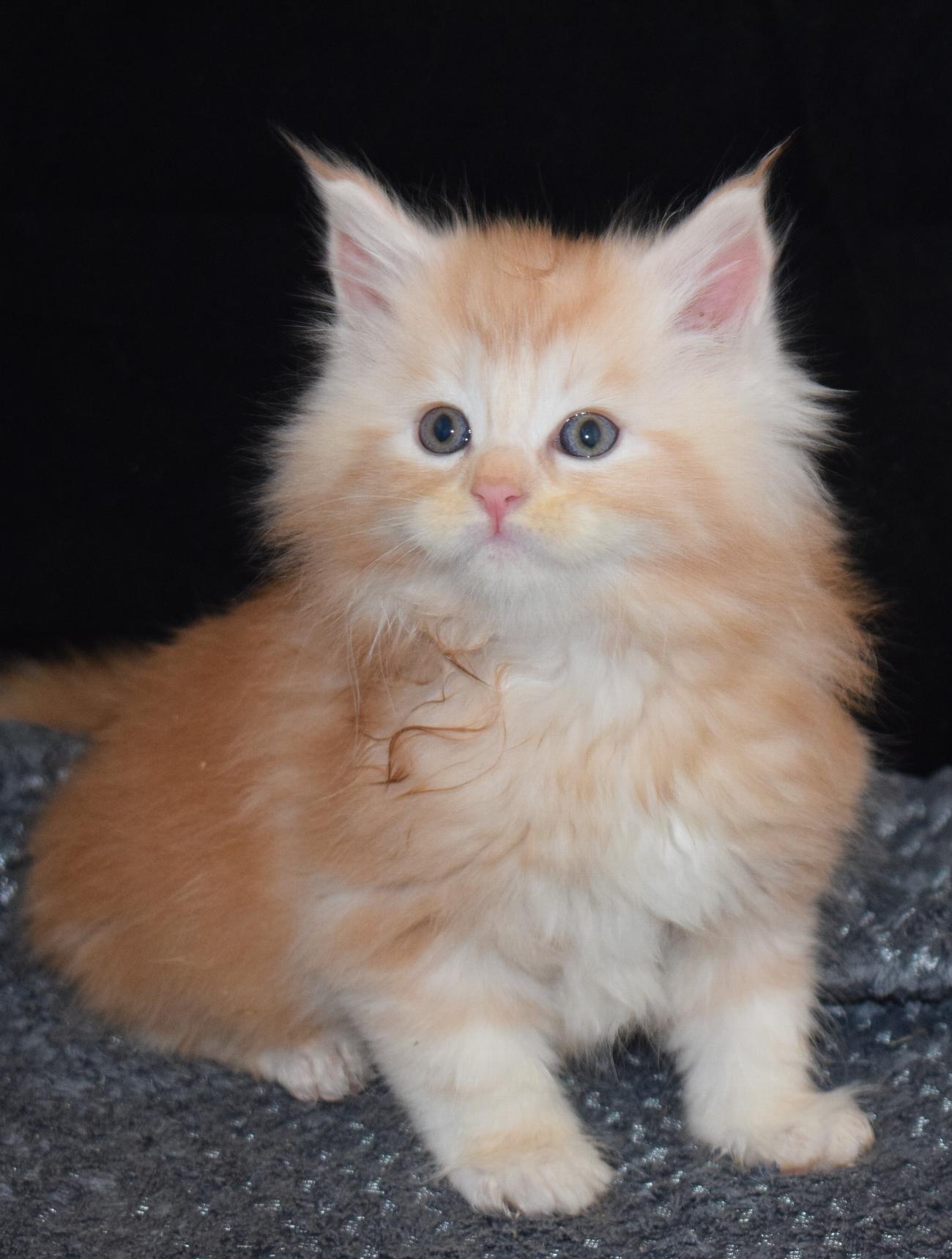 Maine Coons for sale in Norfolk | Raecoonz gallery image 3
