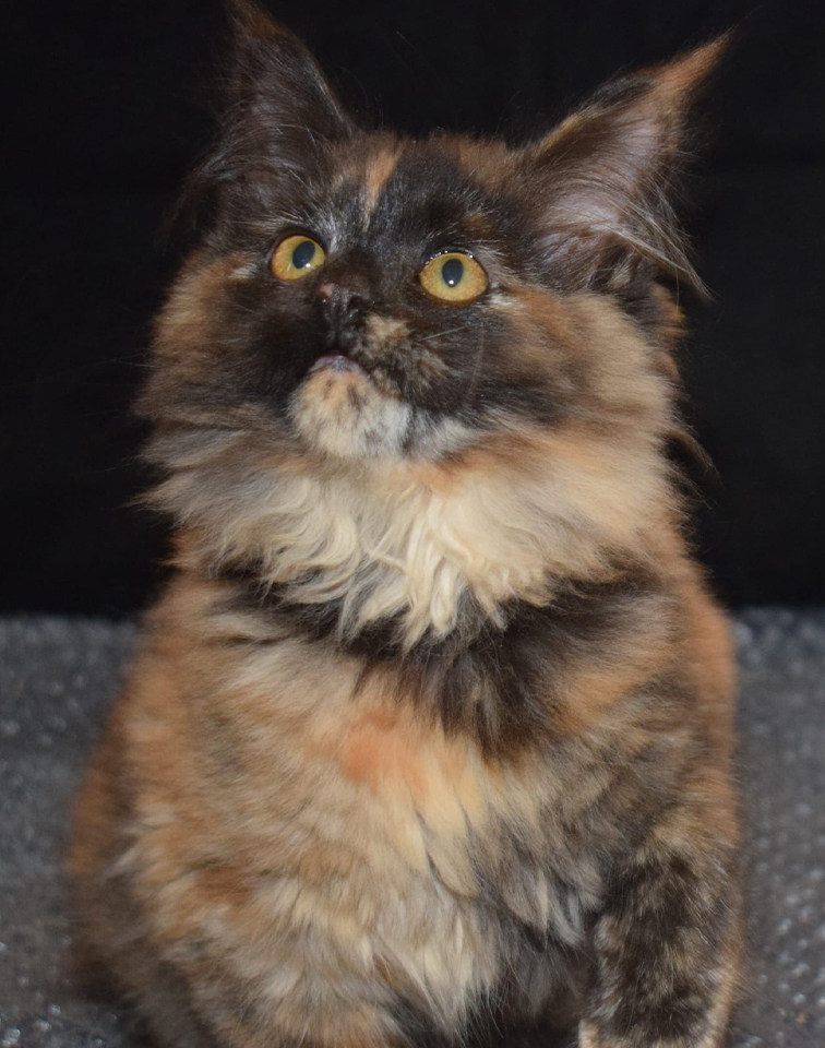 Maine Coons for sale in Norfolk | Raecoonz gallery image 1