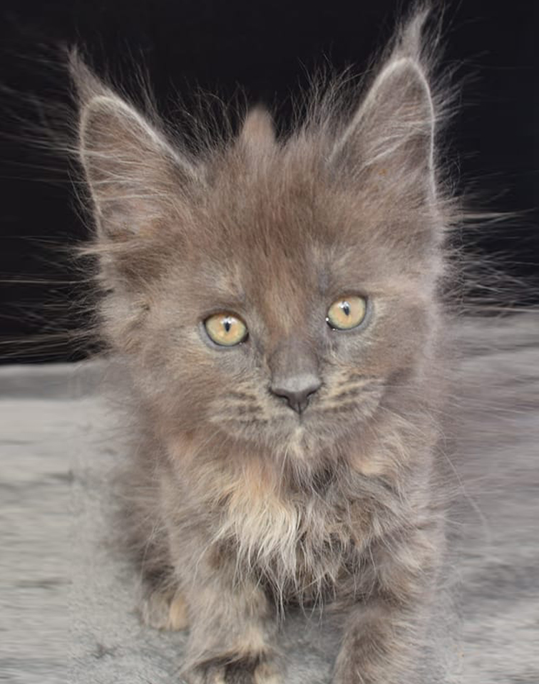 Maine Coons for sale in Norfolk | Raecoonz gallery image 2