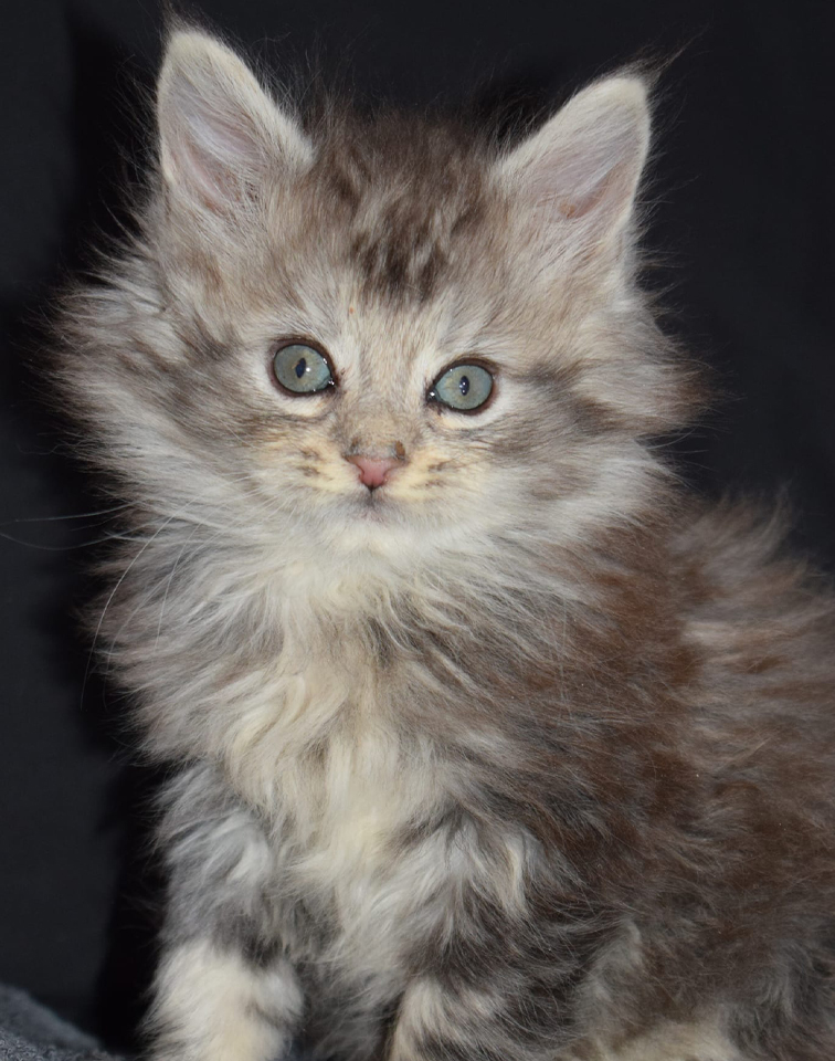 Maine Coon Kittens in Norfolk | Raecoonz gallery image 9