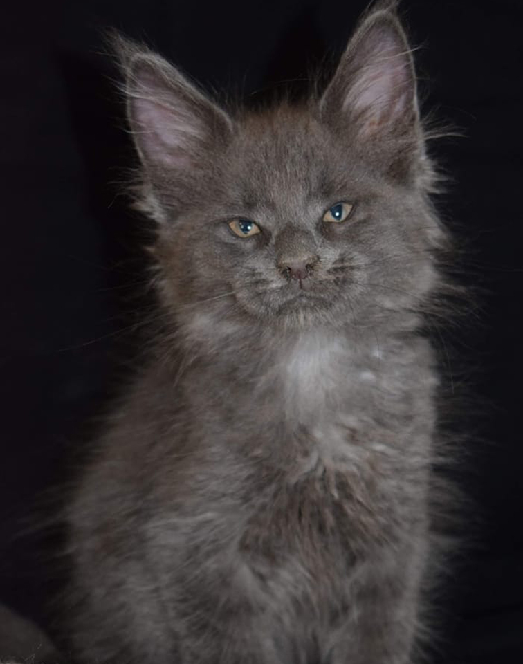 Maine Coons for sale in Norfolk | Raecoonz gallery image 5