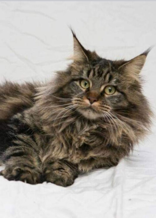 Maine Coons for sale in Norfolk | Raecoonz gallery image 1