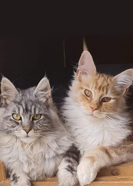 Maine Coons for sale in Norfolk | Raecoonz gallery image 2