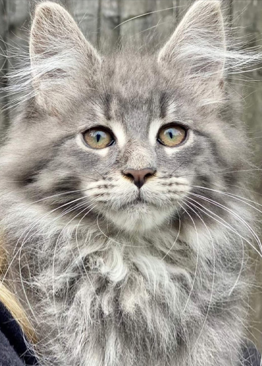 Maine Coons for sale in Norfolk | Raecoonz gallery image 4