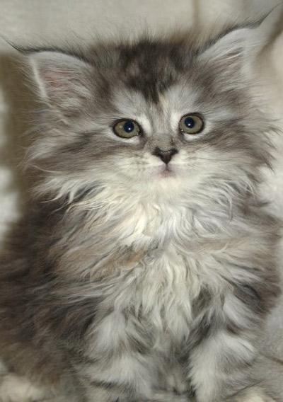 Grey Maine Coon Kitten